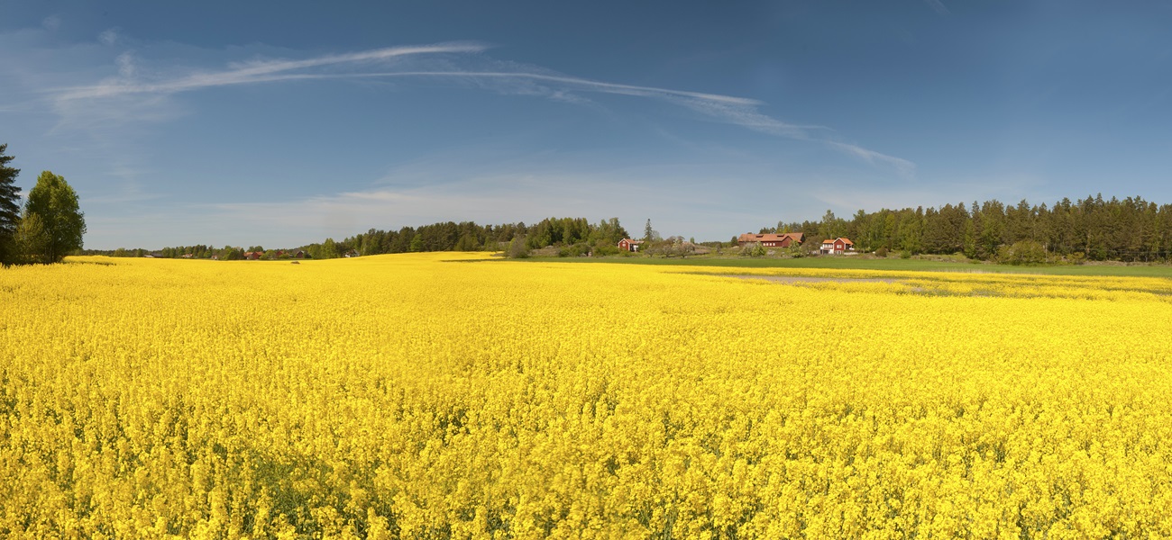 Discover the beauty of Småland's landscape